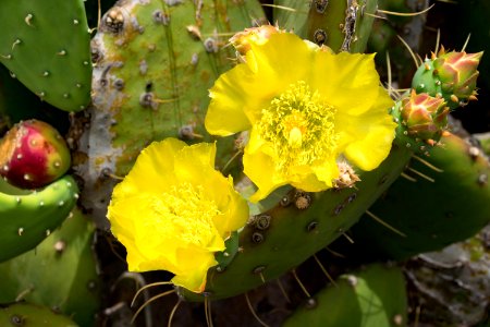 Eastern Prickly Pear Flowering Plant Plant Cactus