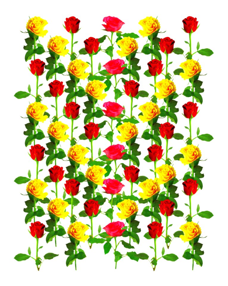 Flower Flowering Plant Plant Cut Flowers