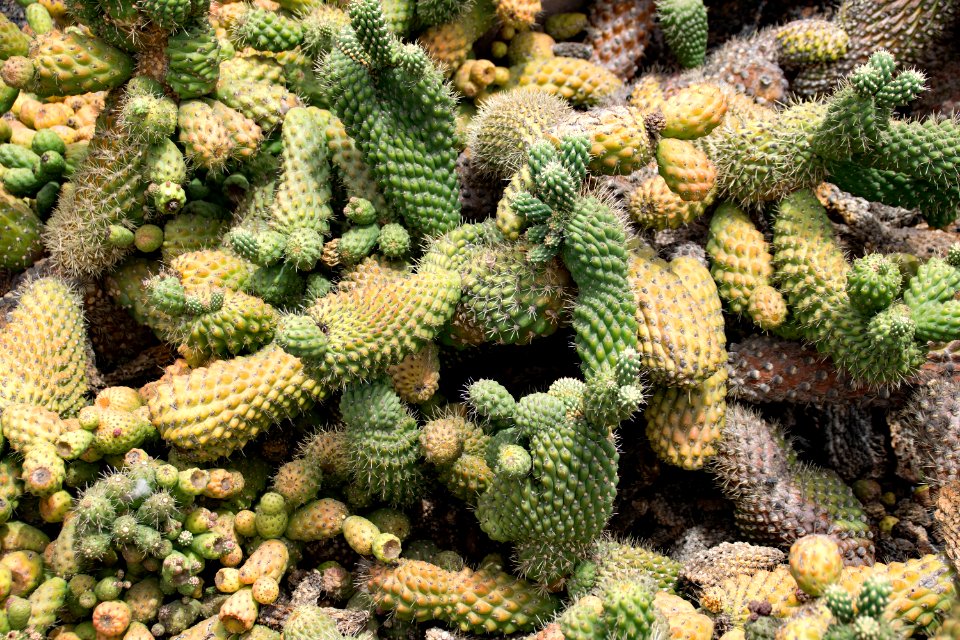 Plant Cactus Biome Prickly Pear