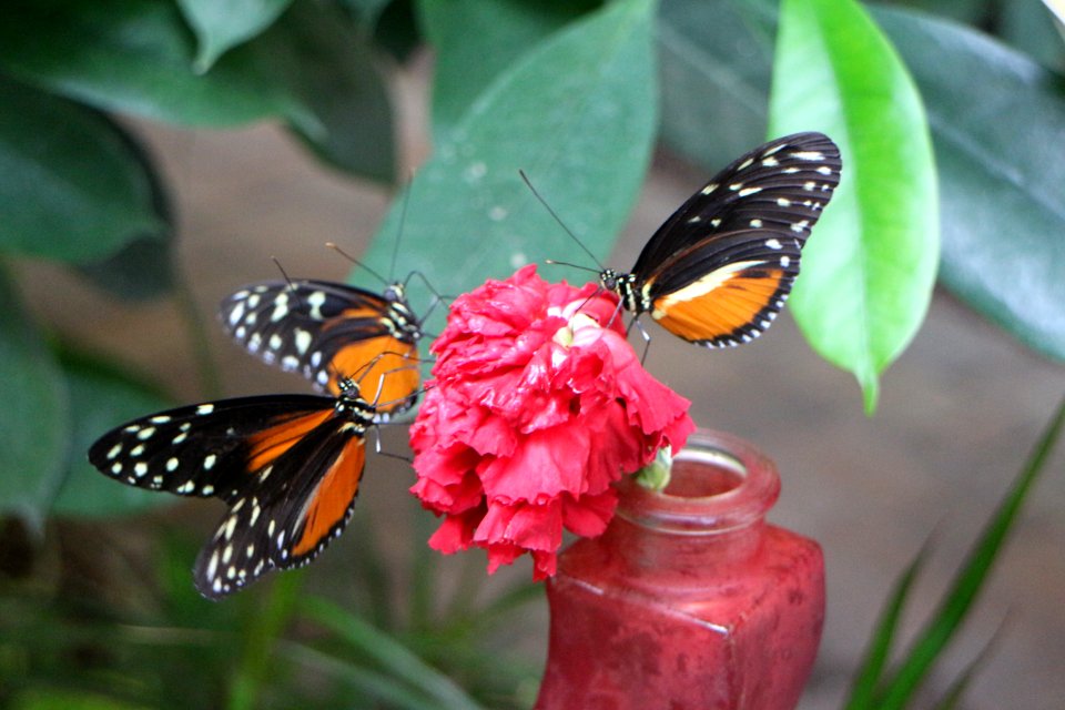 Butterfly Moths And Butterflies Insect Brush Footed Butterfly