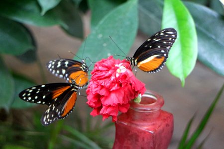 Butterfly Moths And Butterflies Insect Brush Footed Butterfly