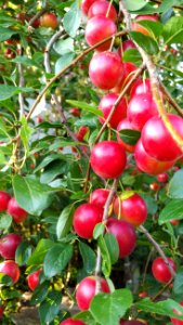 Fruit Fruit Tree Cherry Plant