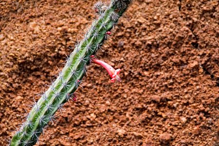 Soil Plant Grass Grass Family photo