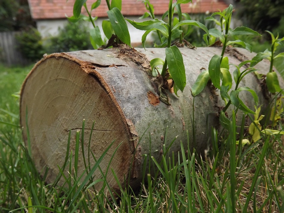 Wood old wood natural