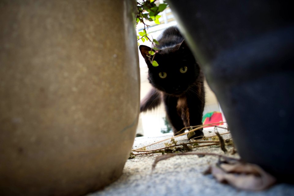 Cat Small To Medium Sized Cats Cat Like Mammal Fauna