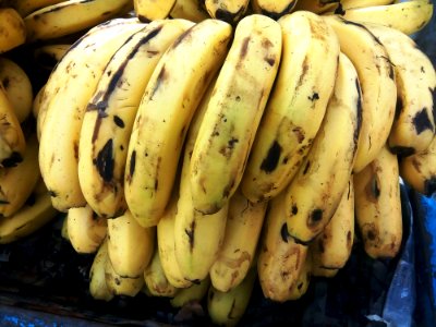 Banana Banana Family Food Produce photo
