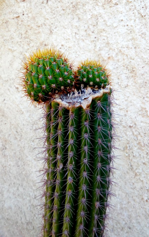 Plant Cactus Flowering Plant Thorns Spines And Prickles