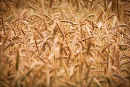Grain Grass Family Food Grain Rye