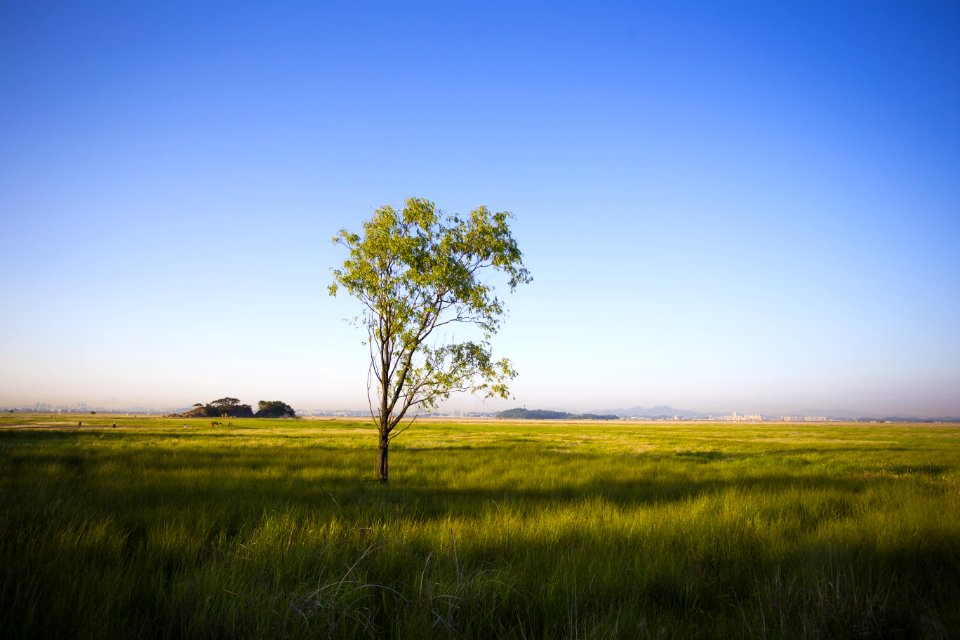 Grassland Ecosystem Prairie Plain