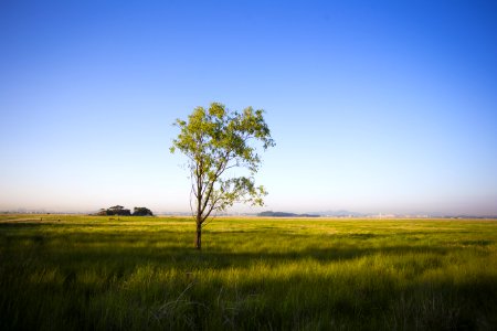 Grassland Ecosystem Prairie Plain
