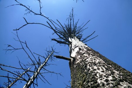 Sky Tree Branch Trunk