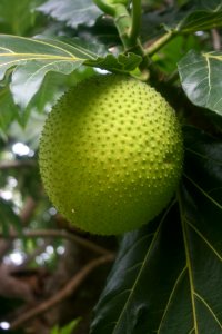 Fruit Fruit Tree Artocarpus Produce photo