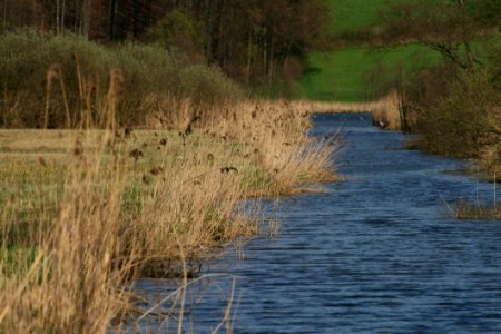 Water Wetland Marsh Bank photo