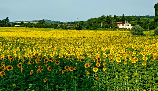 Flower Sunflower Yellow Field