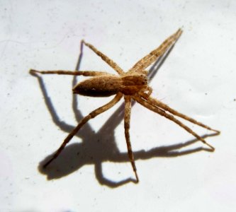 Insect Spider Invertebrate Fauna