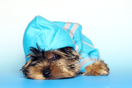 Dog Blue Dog Like Mammal Yorkshire Terrier