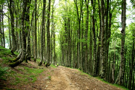 Woodland Ecosystem Tree Forest photo