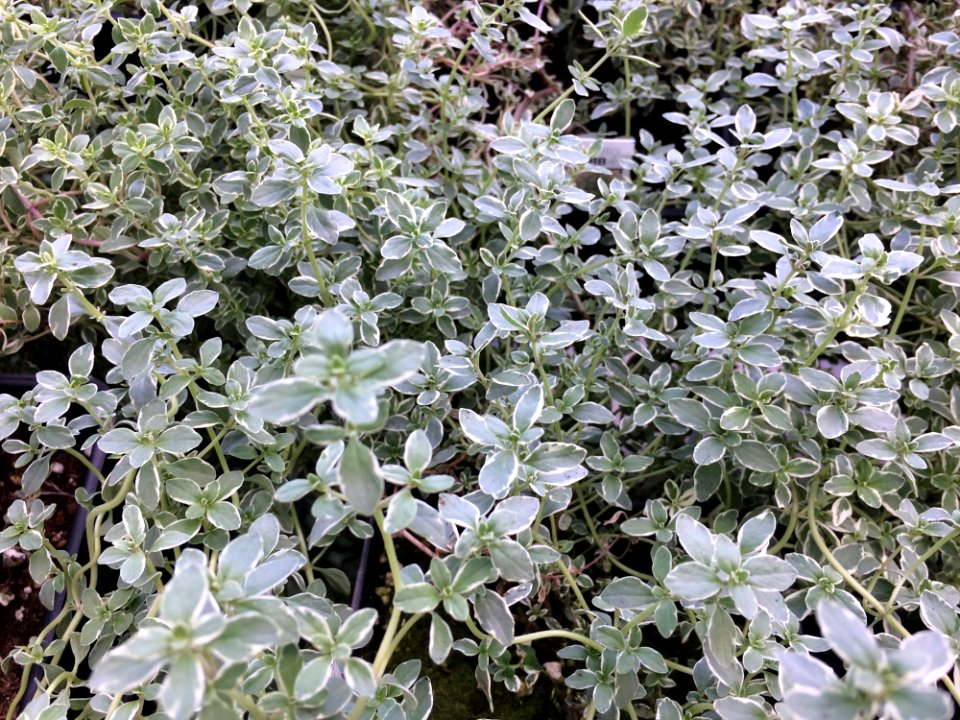 Plant Groundcover Subshrub Herb