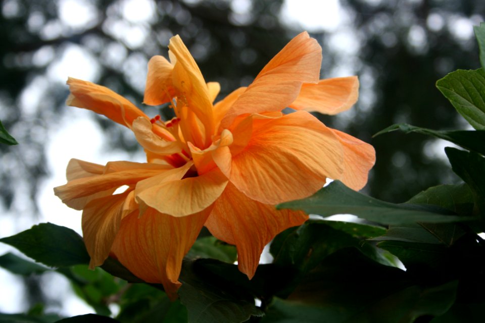 Flower Plant Flora Flowering Plant