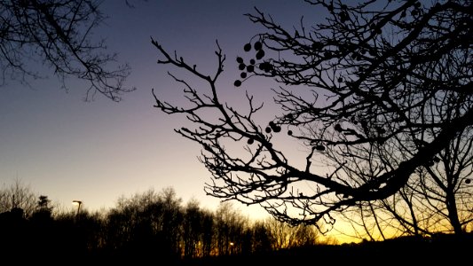 Sky Branch Tree Nature