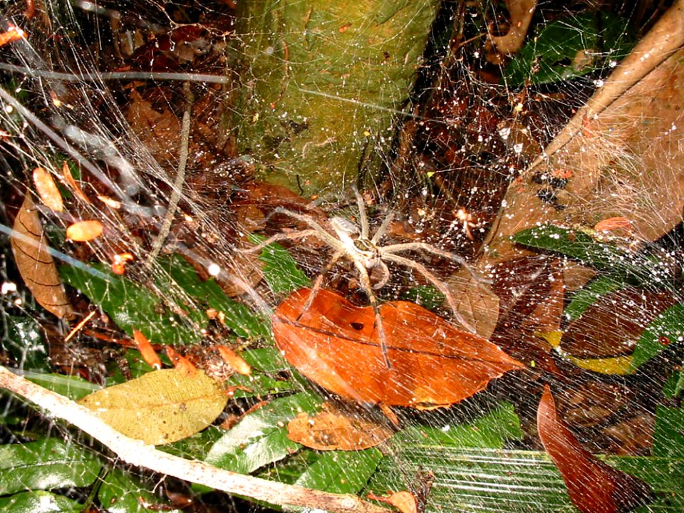 Leaf Flora Spider Web Grass