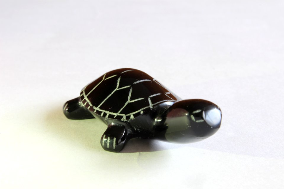 Turtle Product Reptile