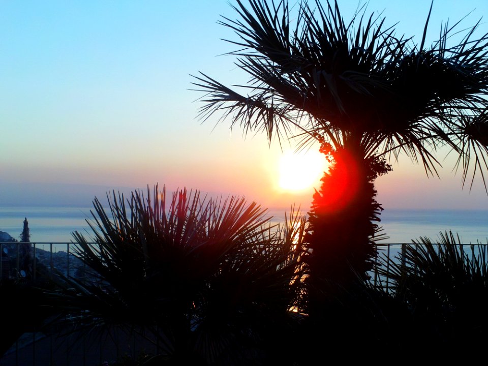 Sky Sea Sunset Tree
