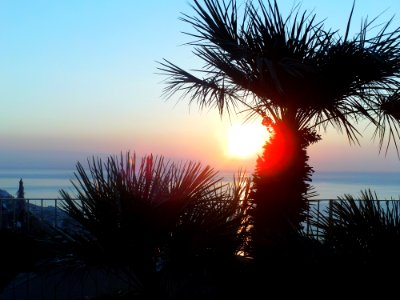 Sky Sea Sunset Tree