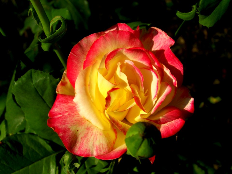 Flower Rose Rose Family Pink