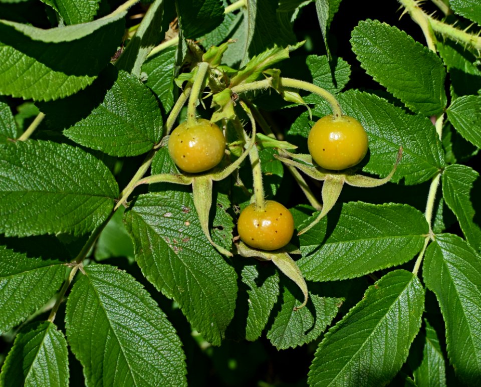 Fruit Tree Plant Fruit Sorbus