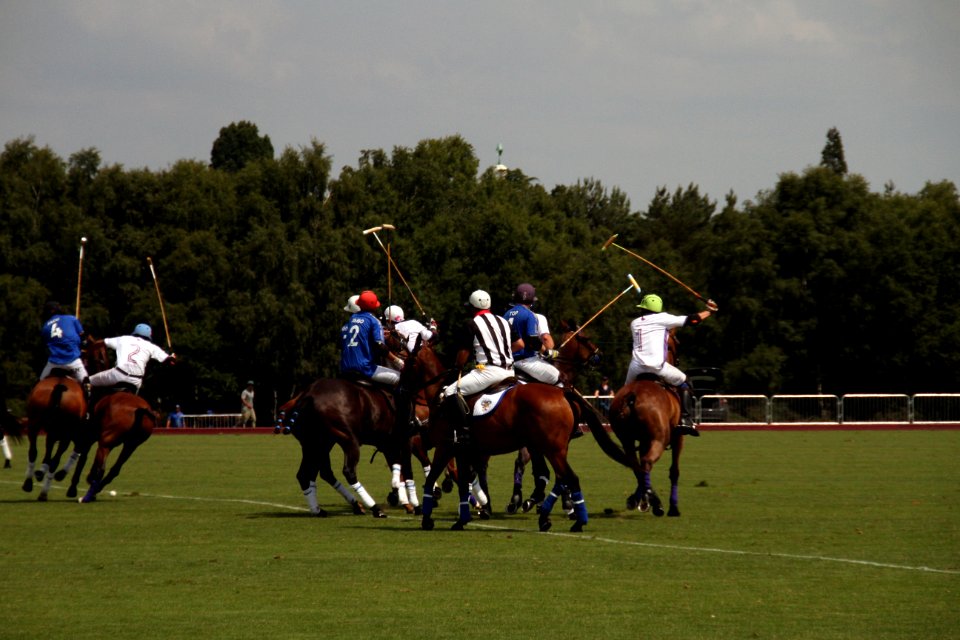 Animal Sports Horse Equestrian Sports
