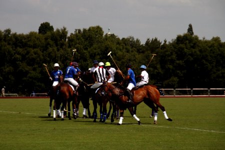 Animal Sports Horse Sports Equestrian Sport