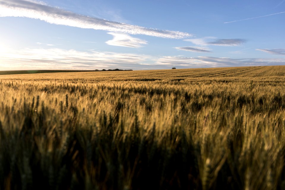 Ecosystem Field Crop Grass Family