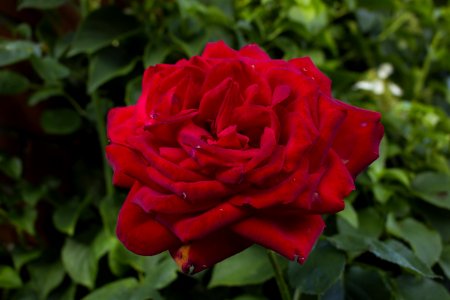 Rose Flower Rose Family Red