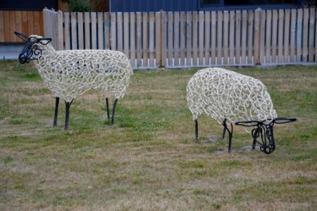 Sheep Fauna Herd Grass