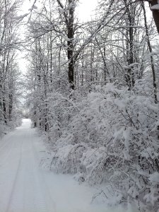 Snow Winter Frost Tree photo