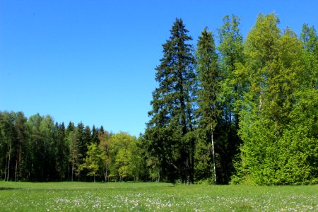 Tree Ecosystem Sky Spruce Fir Forest photo