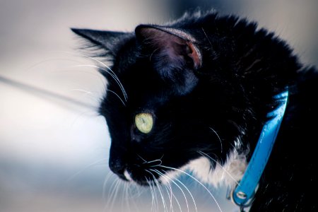 Cat Black Cat Whiskers Mammal photo