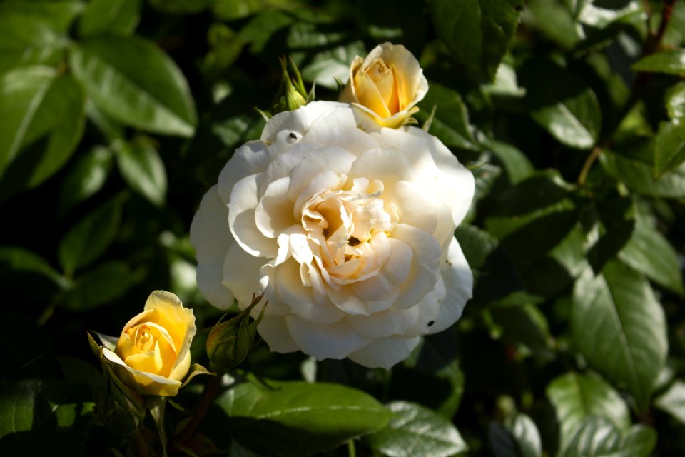 Flower Rose Family Rose Plant