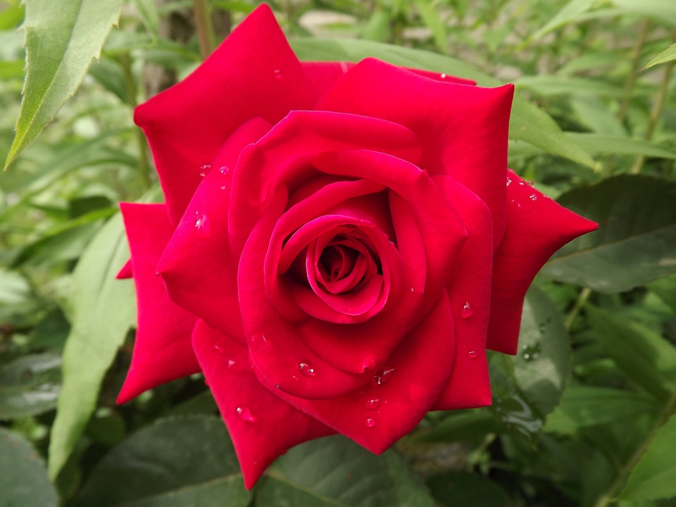 Flower nature red flower