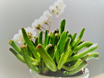 Plant Flowerpot Plant Stem