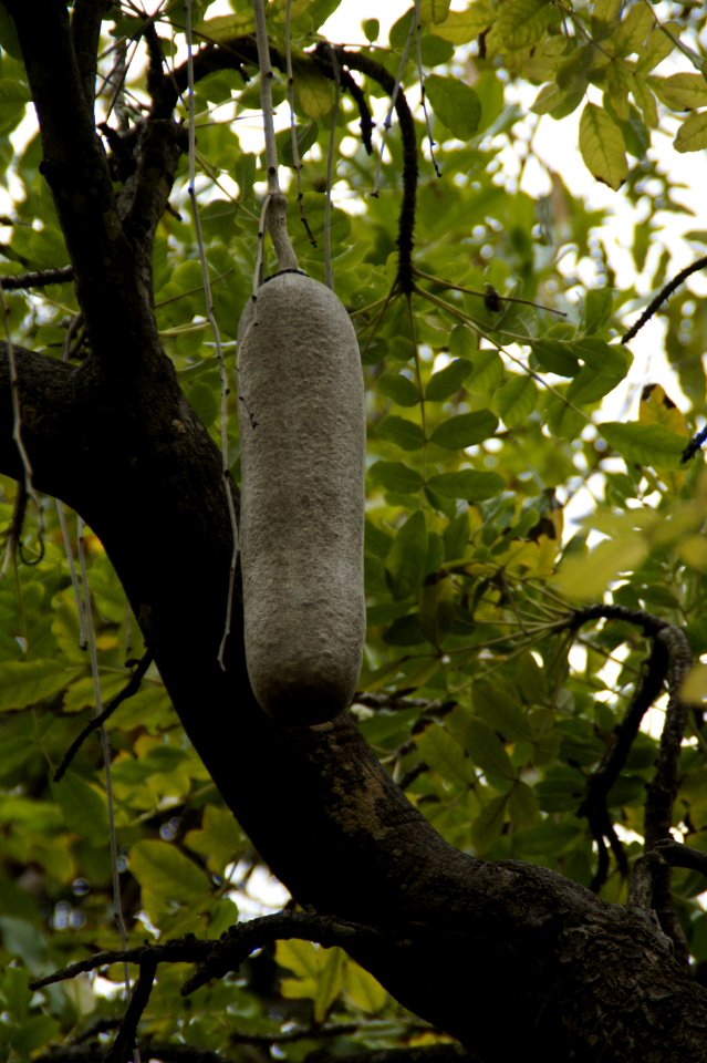 Tree Branch Trunk Plant