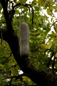 Tree Branch Trunk Plant photo