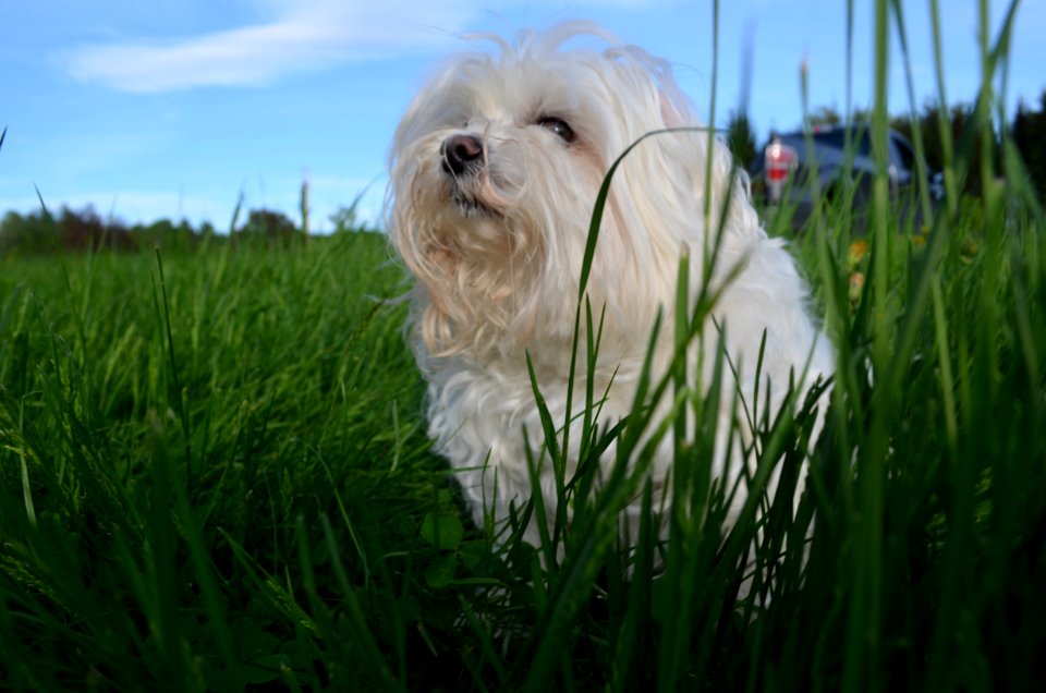 Dog Breed Maltese Grass Dog Like Mammal