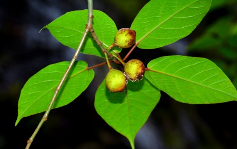 Fruit Leaf Fruit Tree Plant