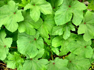 Leaf Plant Herb Groundcover