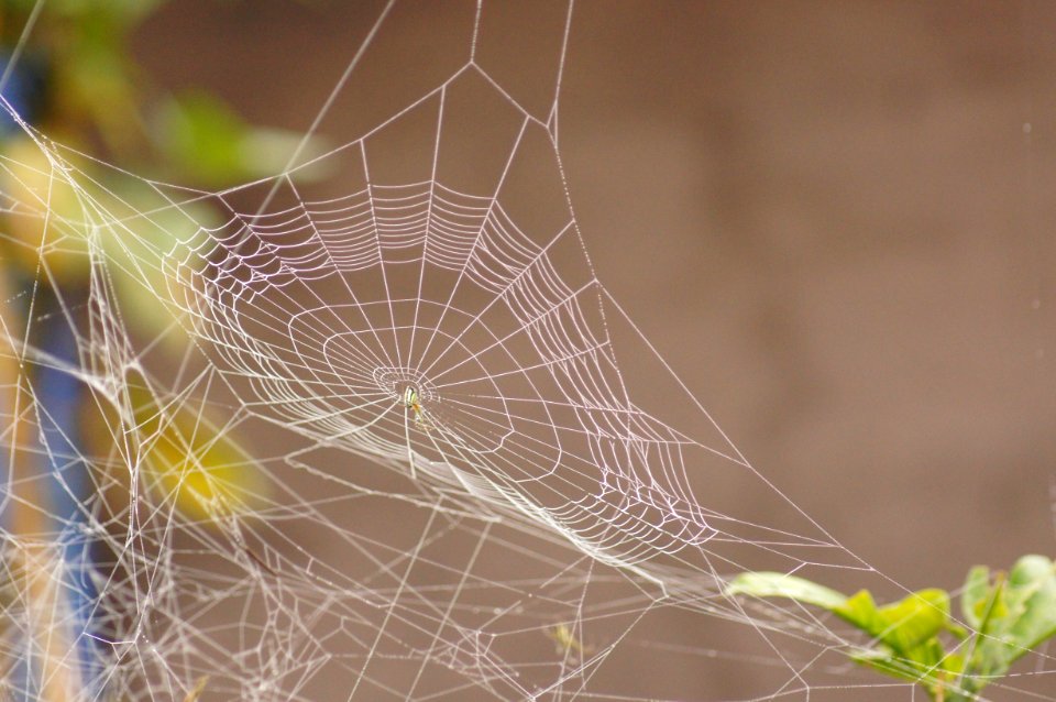 Spider Web Invertebrate Water Close Up