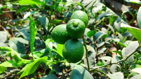 Fruit Tree Fruit Citrus Plant photo