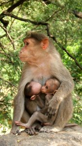 Macaque Mammal Primate Fauna
