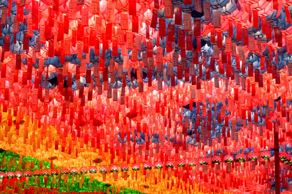Red Tree Poppy Family Autumn